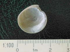 Dosinia lupinus
