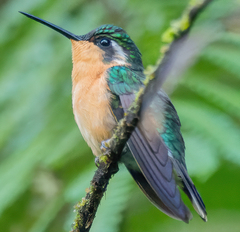 Lampornis castaneoventris