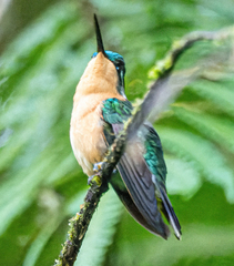 Lampornis castaneoventris