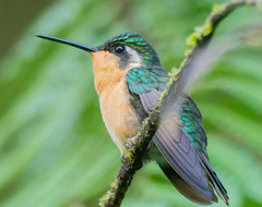 Lampornis castaneoventris