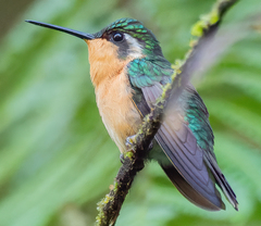 Lampornis castaneoventris