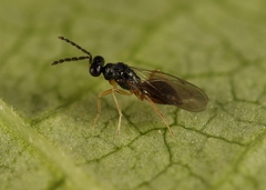 Pnigalio soemius