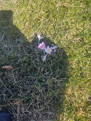 Crocus tommasinianus