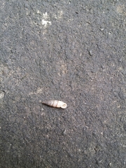 Papillifera papillaris