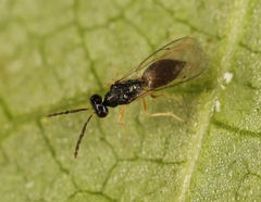 Pnigalio soemius