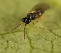 Pnigalio soemius