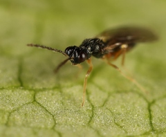 Pnigalio soemius