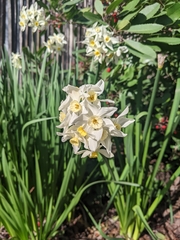 Narcissus tazetta
