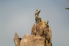 Ctenosaura similis