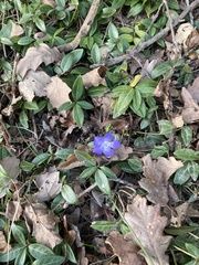 Vinca minor