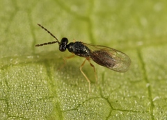 Pnigalio soemius