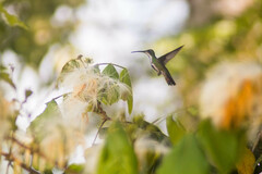 Anthracothorax prevostii