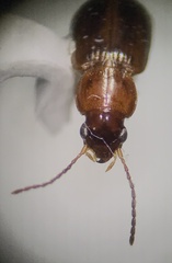 Stenolophini