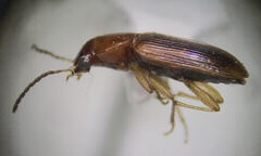 Stenolophini