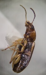 Stenolophini