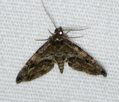 Melanomma auricinctaria