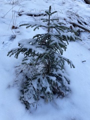 Picea rubens
