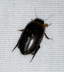 Hydaticus bimarginatus