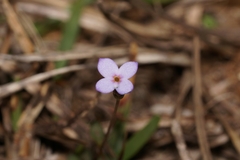 Houstonia pusilla