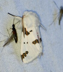 Euerythra trimaculata