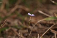 Houstonia pusilla