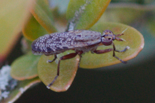Euthycera alaris