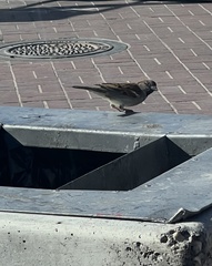 Passer domesticus