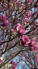 Magnolia × soulangeana