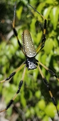 Trichonephila clavipes