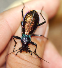 Carabus hispanus