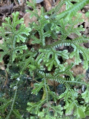 Selaginella uncinata