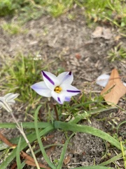 Ipheion uniflorum