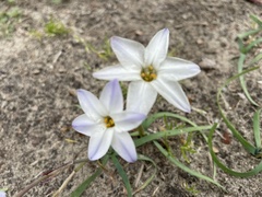 Ipheion uniflorum