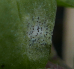 Septoria stellariae