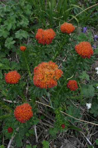 Rhodiola kirilowii (Rhodiola kirilowii)
