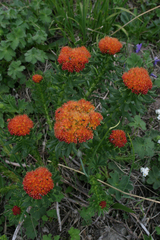 Rhodiola kirilowii