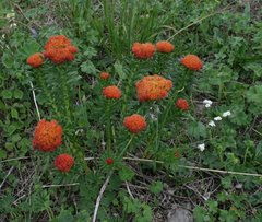 Rhodiola kirilowii