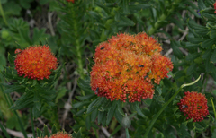 Rhodiola kirilowii