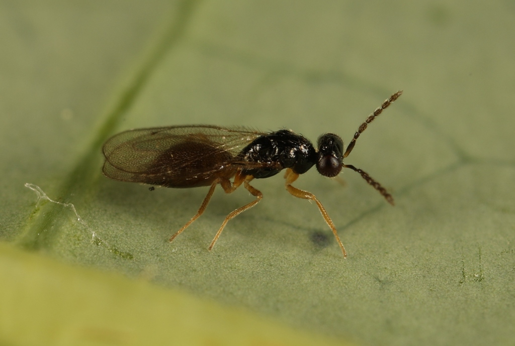 Elachertus inunctus