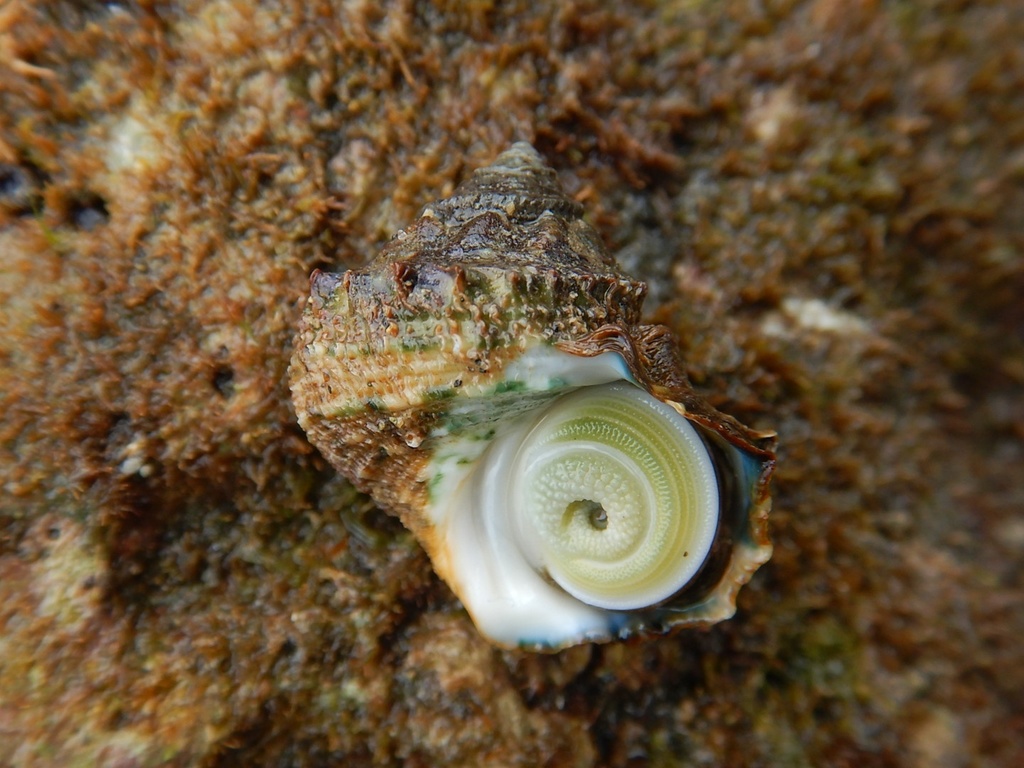Turbo saxosus