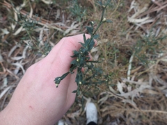 Genista tridentata