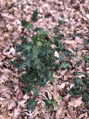 Osmanthus