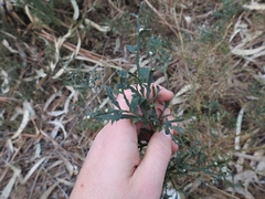 Genista tridentata