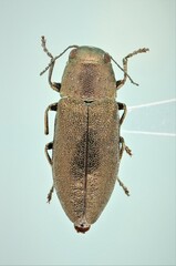 Phaenops aeneola