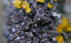 Lichenochora obscuroides