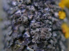 Lichenochora obscuroides