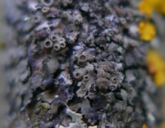 Lichenochora obscuroides