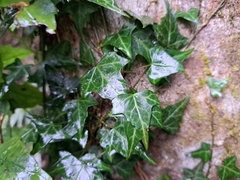 Hedera rhombea
