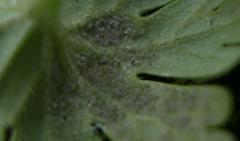 Peronospora conglomerata