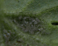 Peronospora conglomerata